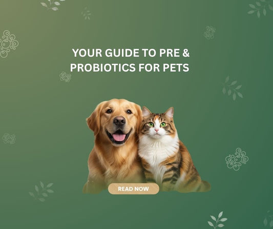 Your complete guide to prebiotics and probiotics for pets