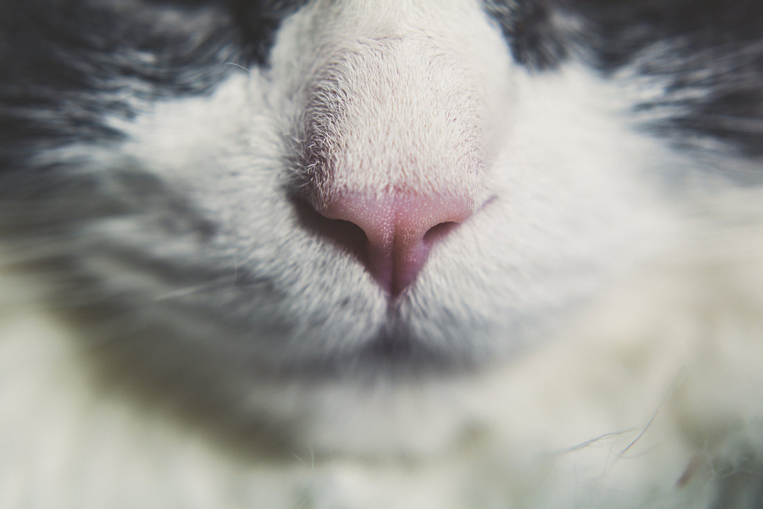 Close-up of a cat's nose