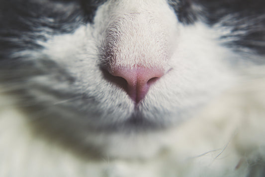 Close-up of a cat's nose