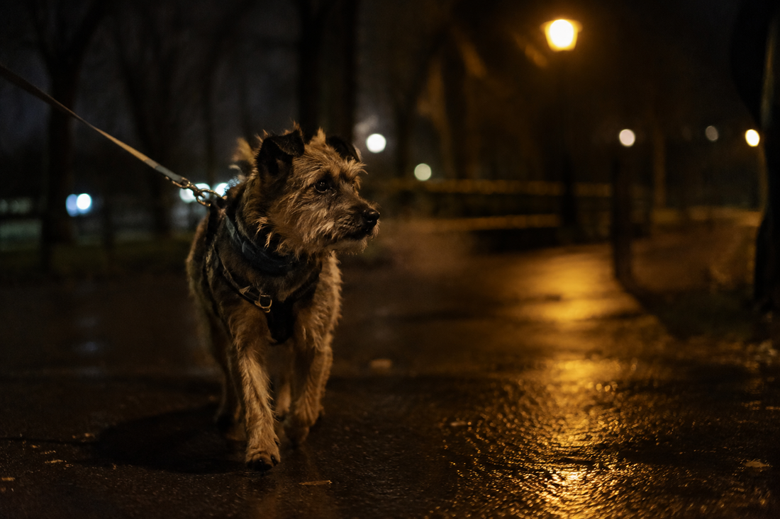 Terrier on a dark evening walk