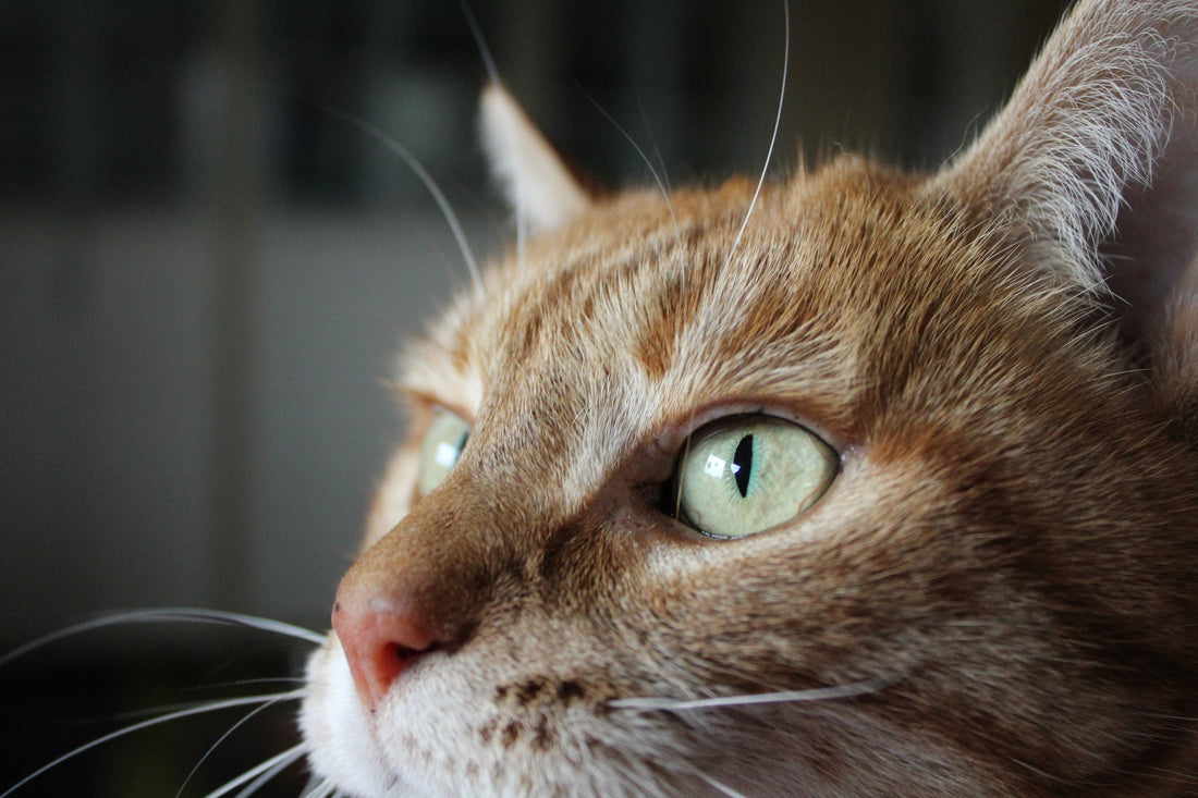 Orange tabby cat with bright green eyes, a pet that may feel anxious during fireworks