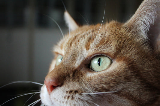 Orange tabby cat with bright green eyes, a pet that may feel anxious during fireworks