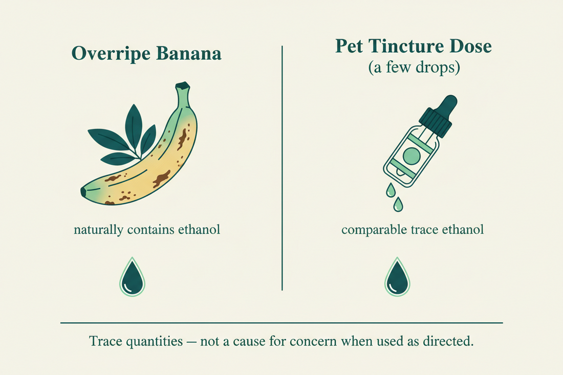 Infographic comparing trace alcohol levels in Phytopet herbal tinctures versus everyday foods like overripe bananas and fermented vegetables