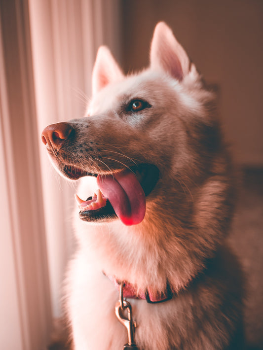 White dog with its tongue hanging out