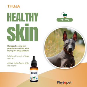 Thuja Tincture