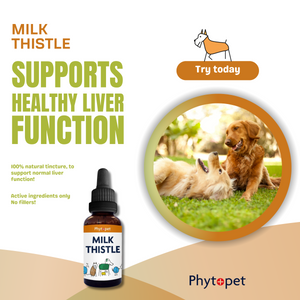 Milk Thistle