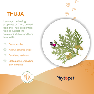 Thuja Tincture