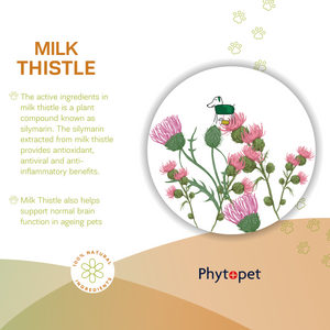 Milk Thistle