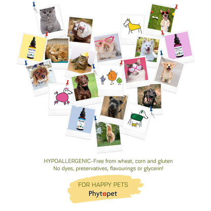 Pad Oil - Gentle, Soothing Skin Aid