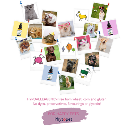 Salmon Oil Plus 300ml - Joint Support